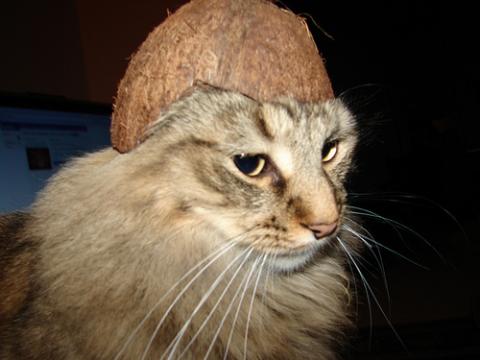 coconut kitty