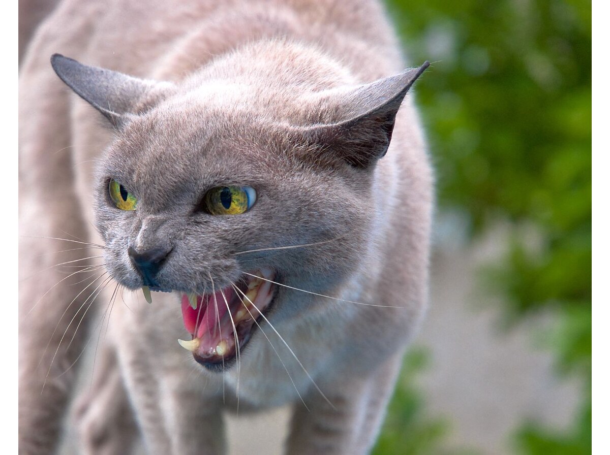 Angry