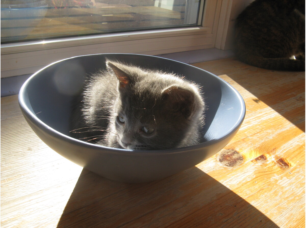 Bowl