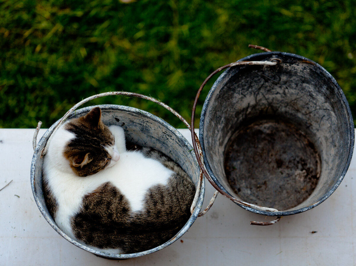 Bucket
