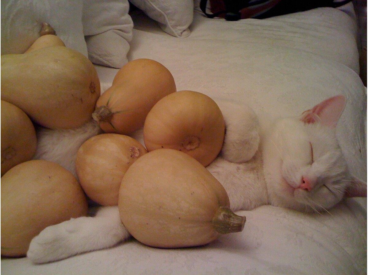 Butternut squash