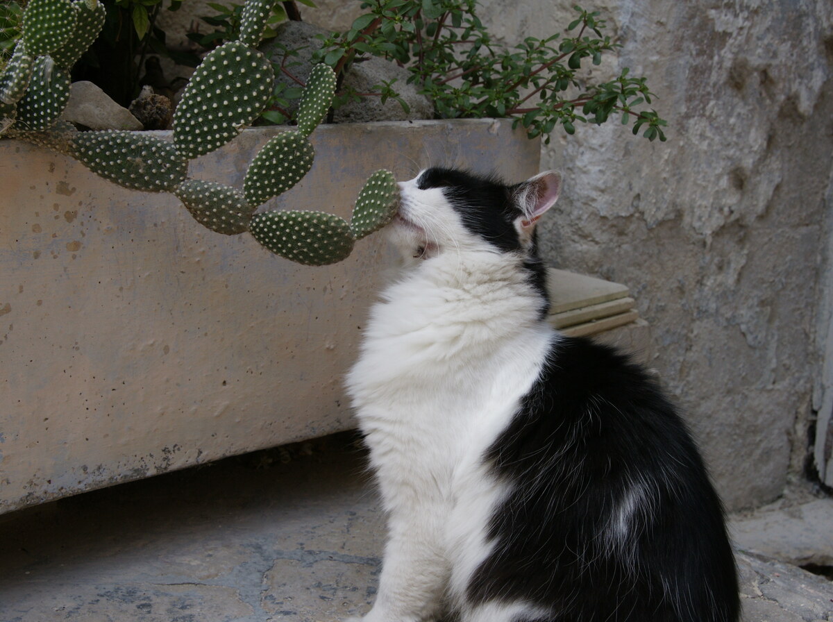 Cactus