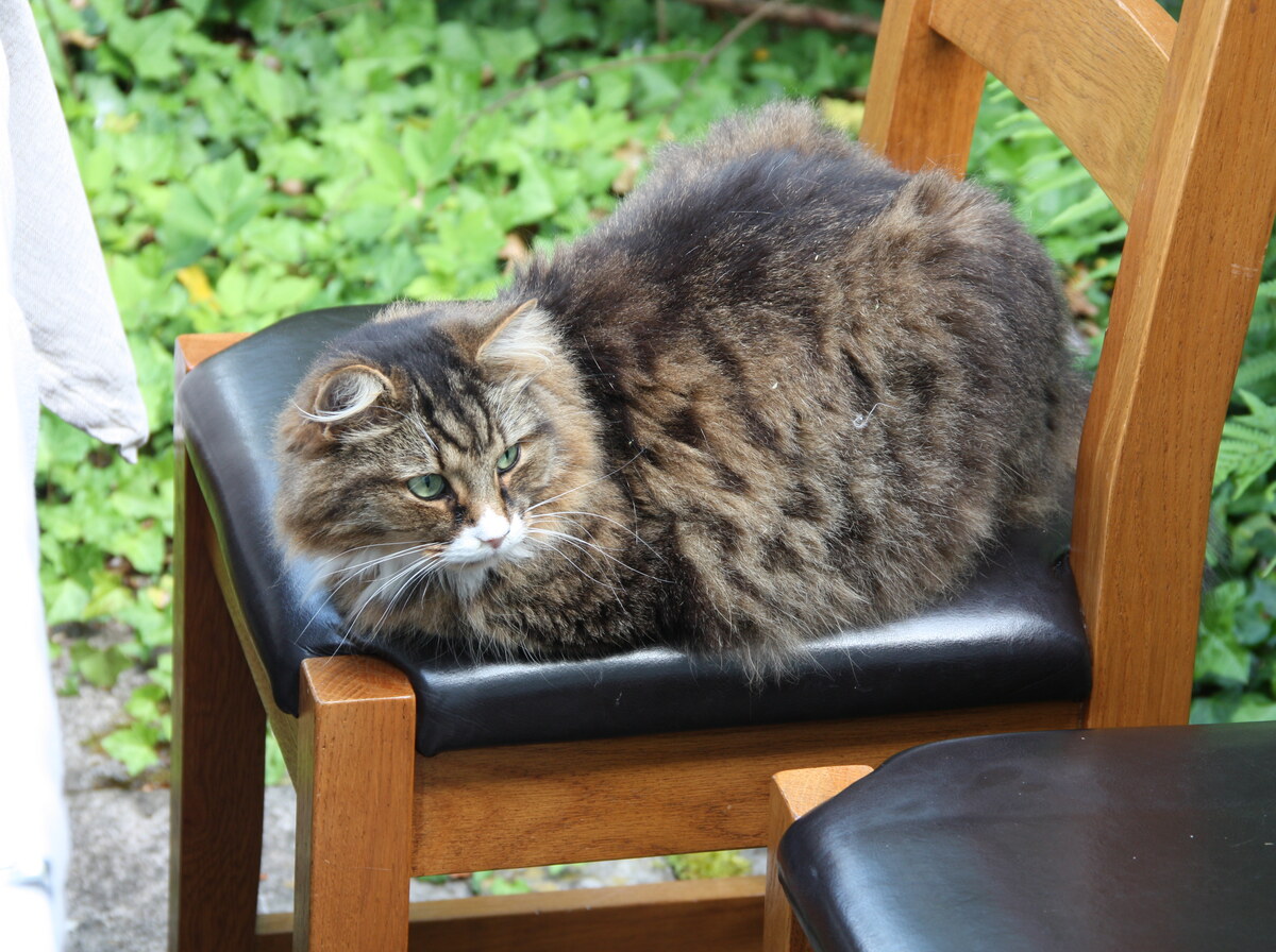Chair