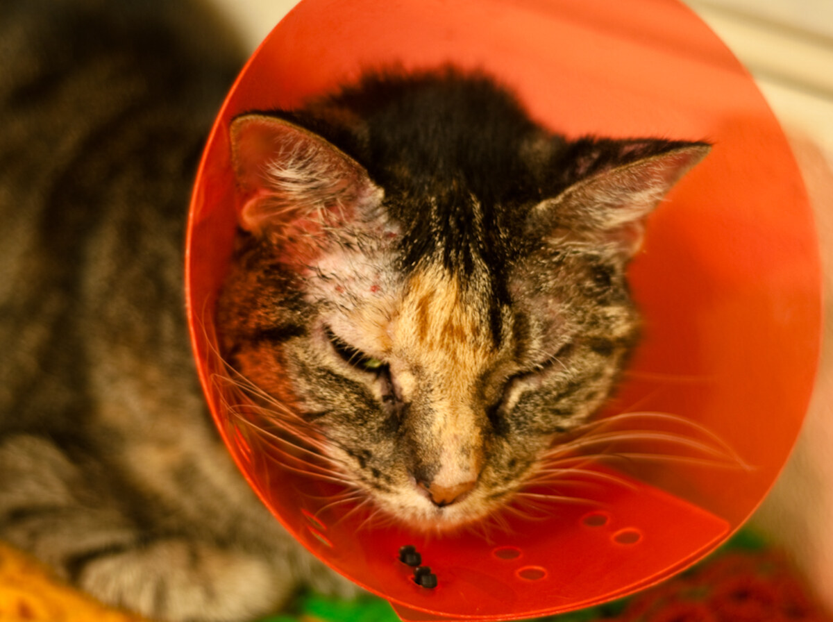 Cone