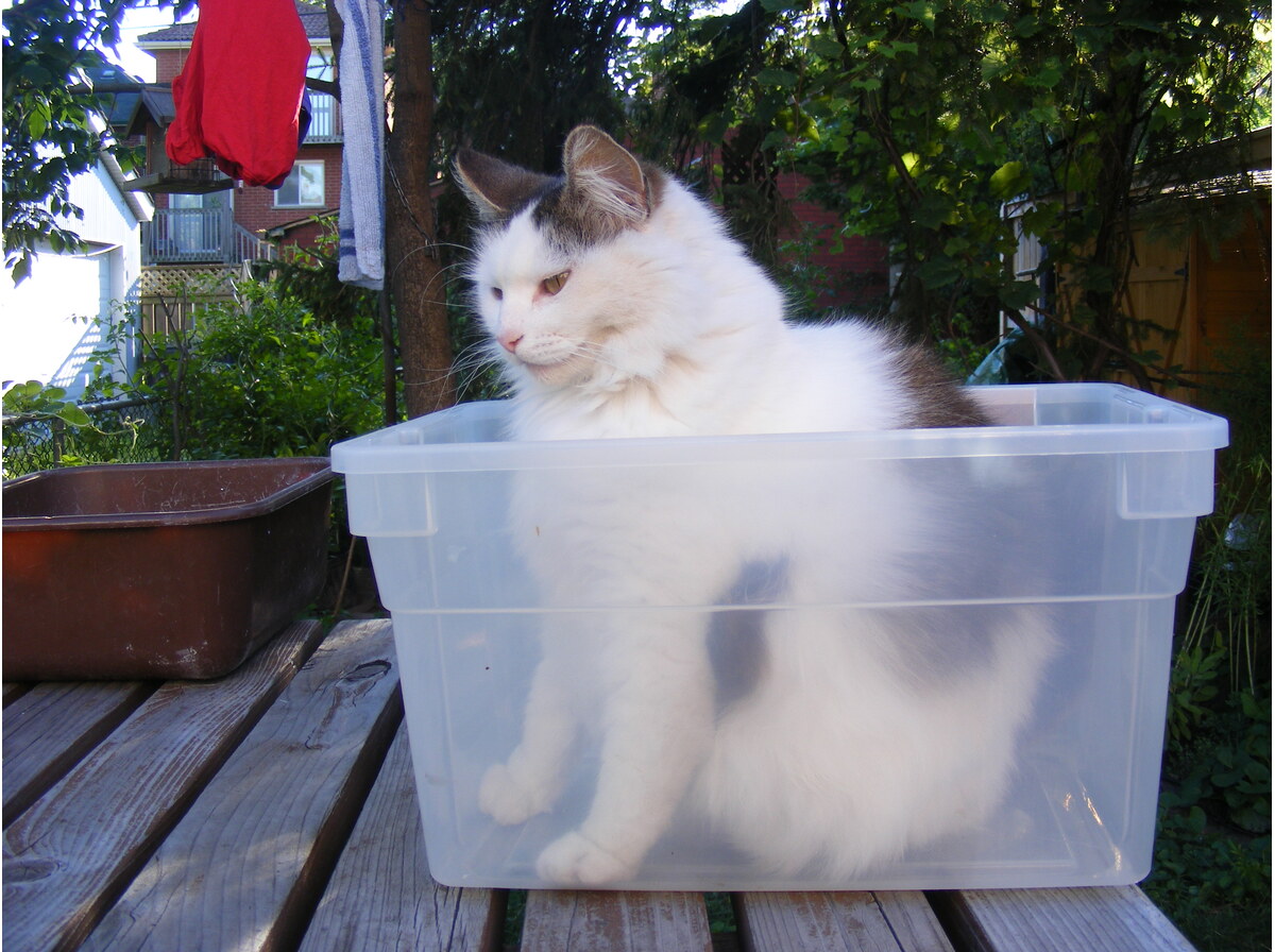 Container