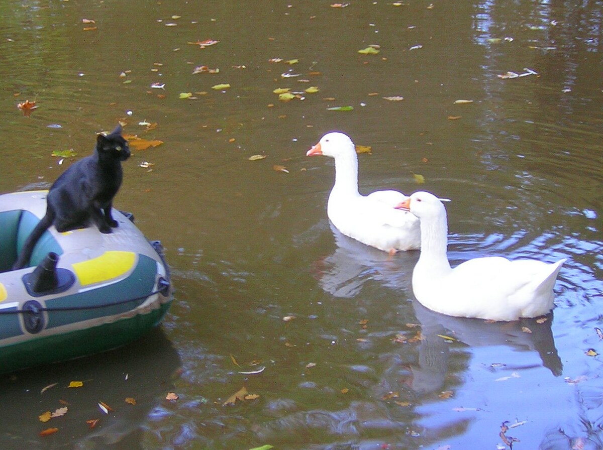Dinghy