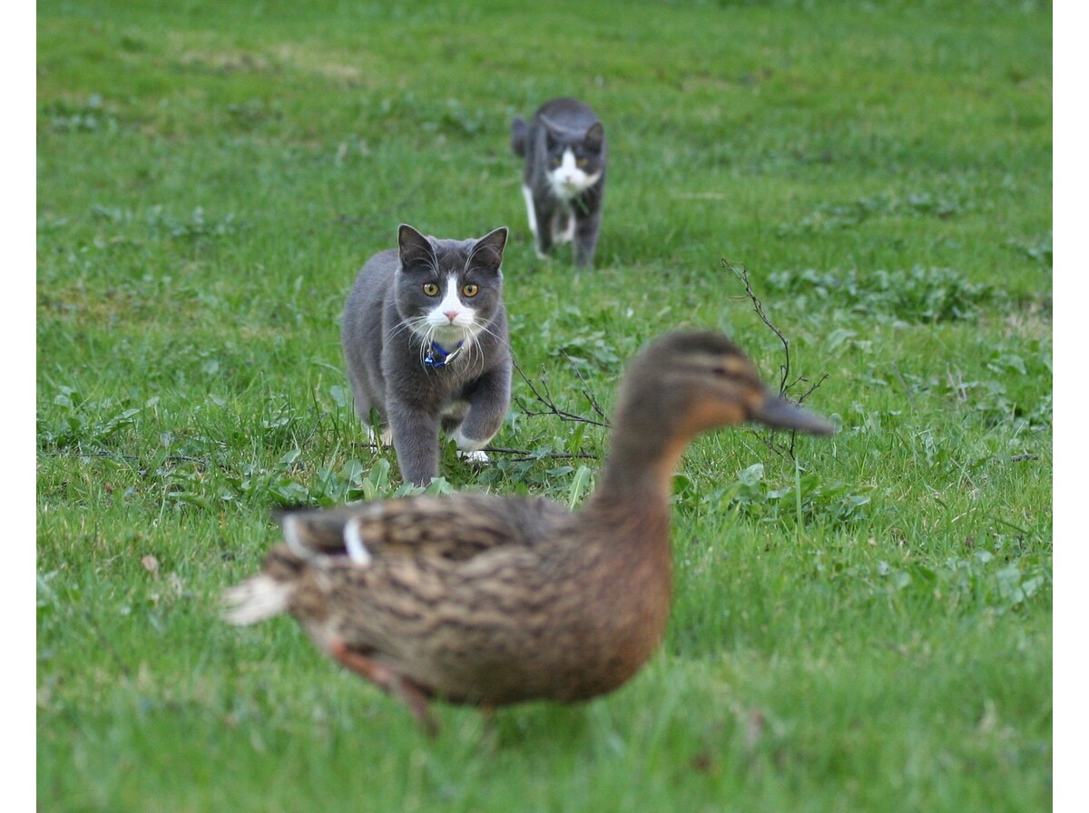 Duck