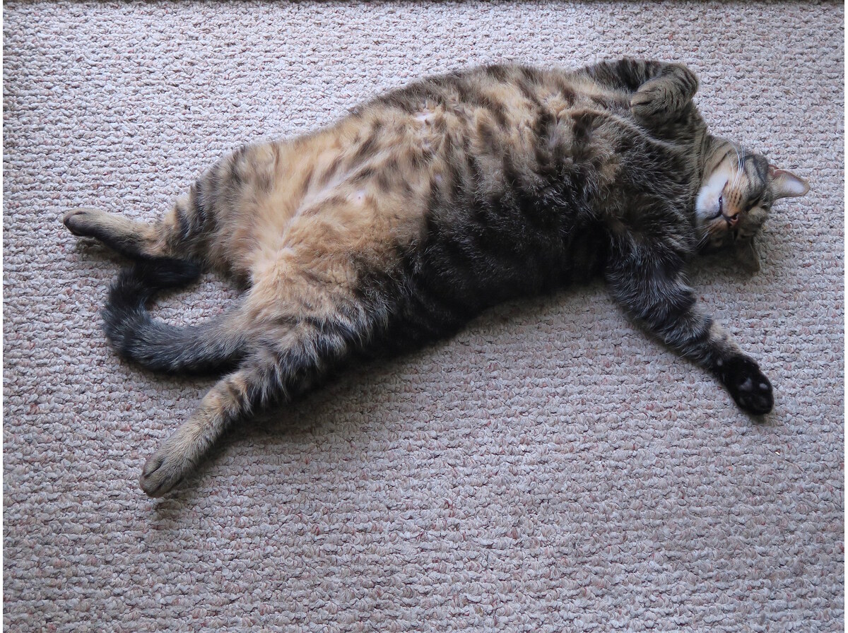 Fat
