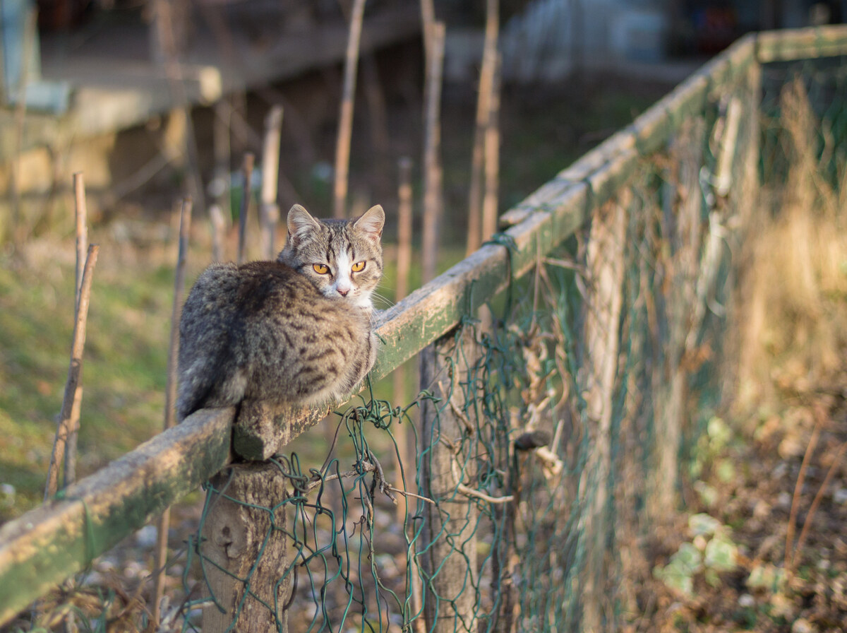 Fence