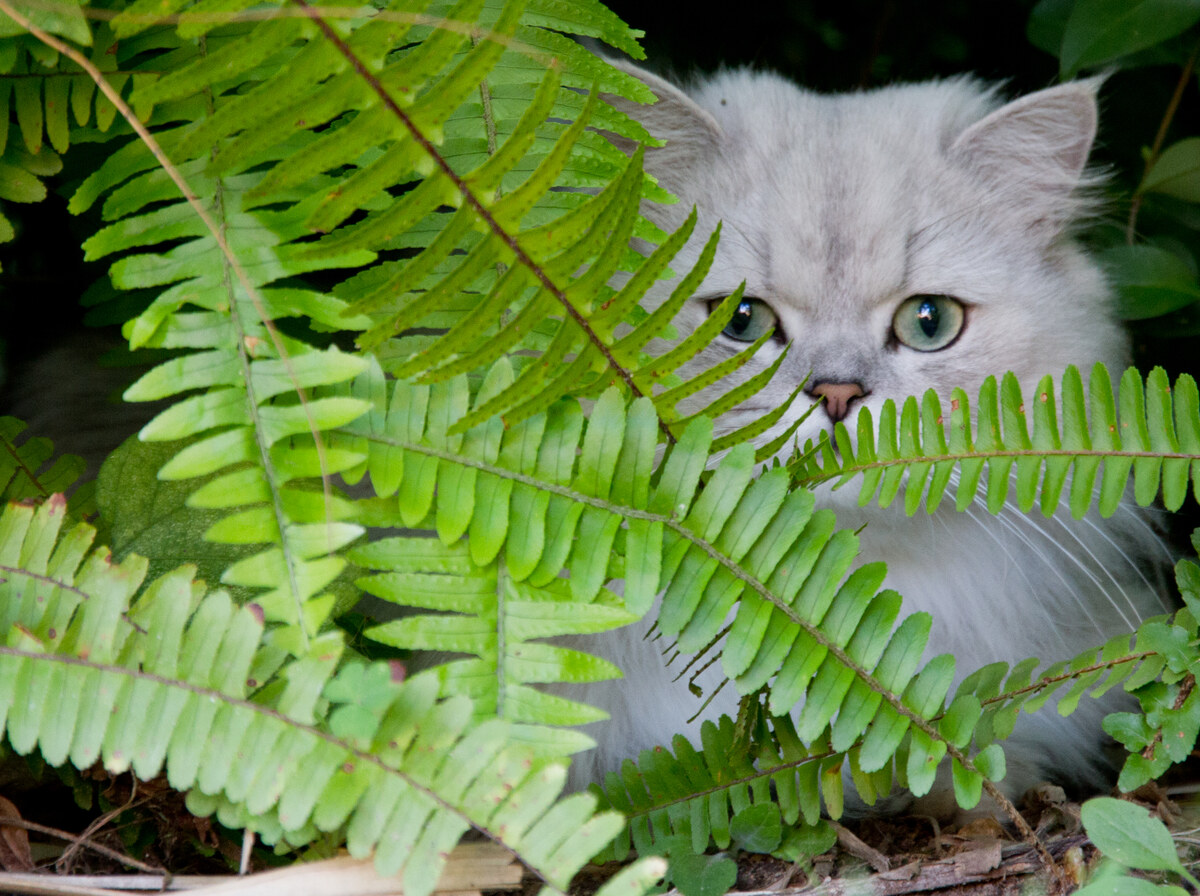 Fern