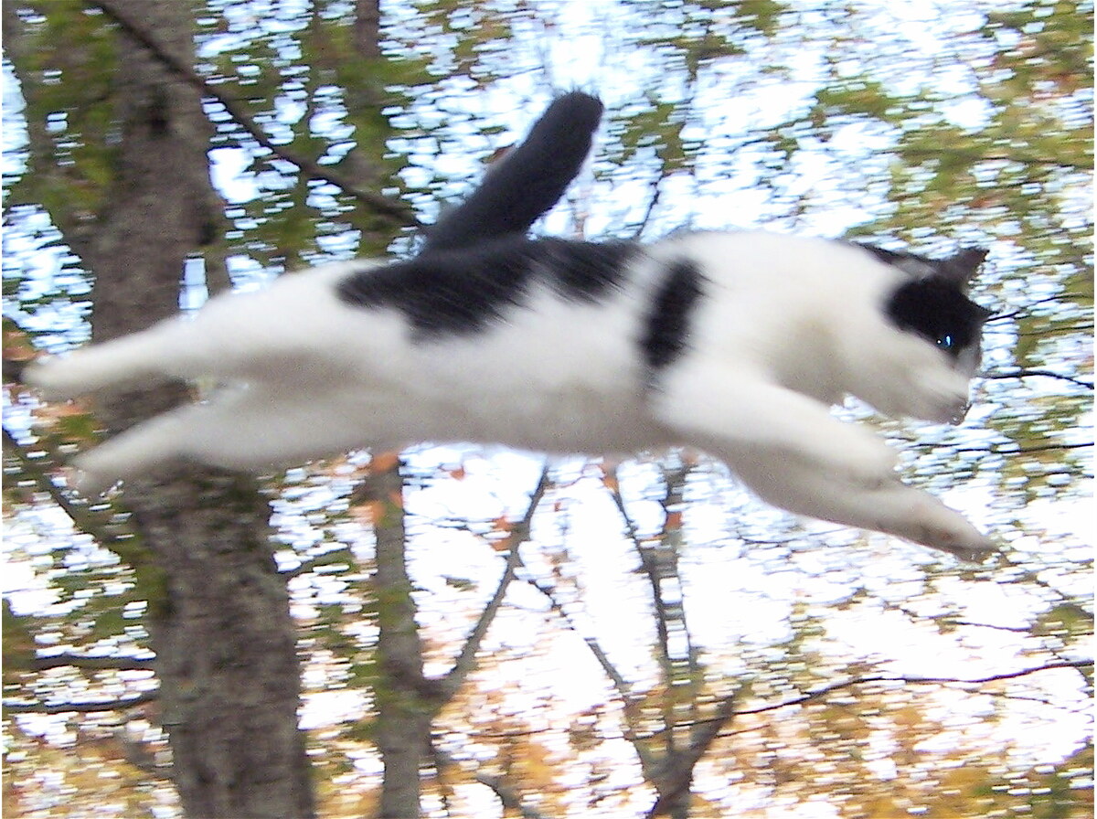 Fly