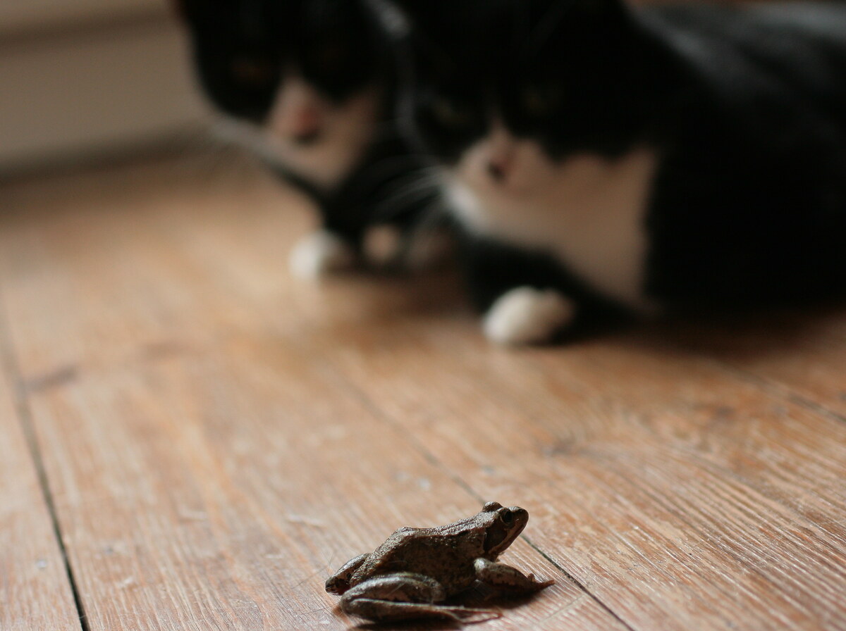 Frog