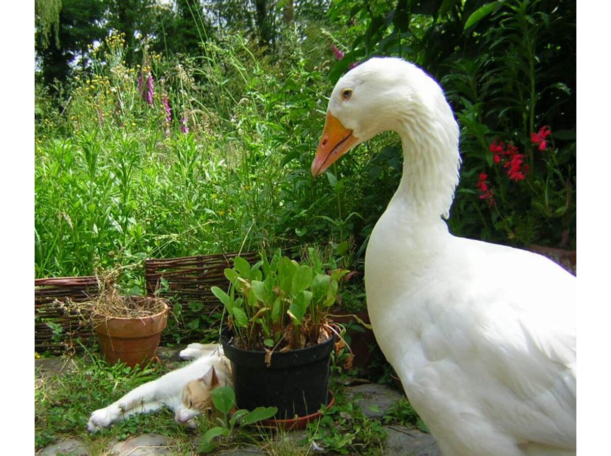 Goose