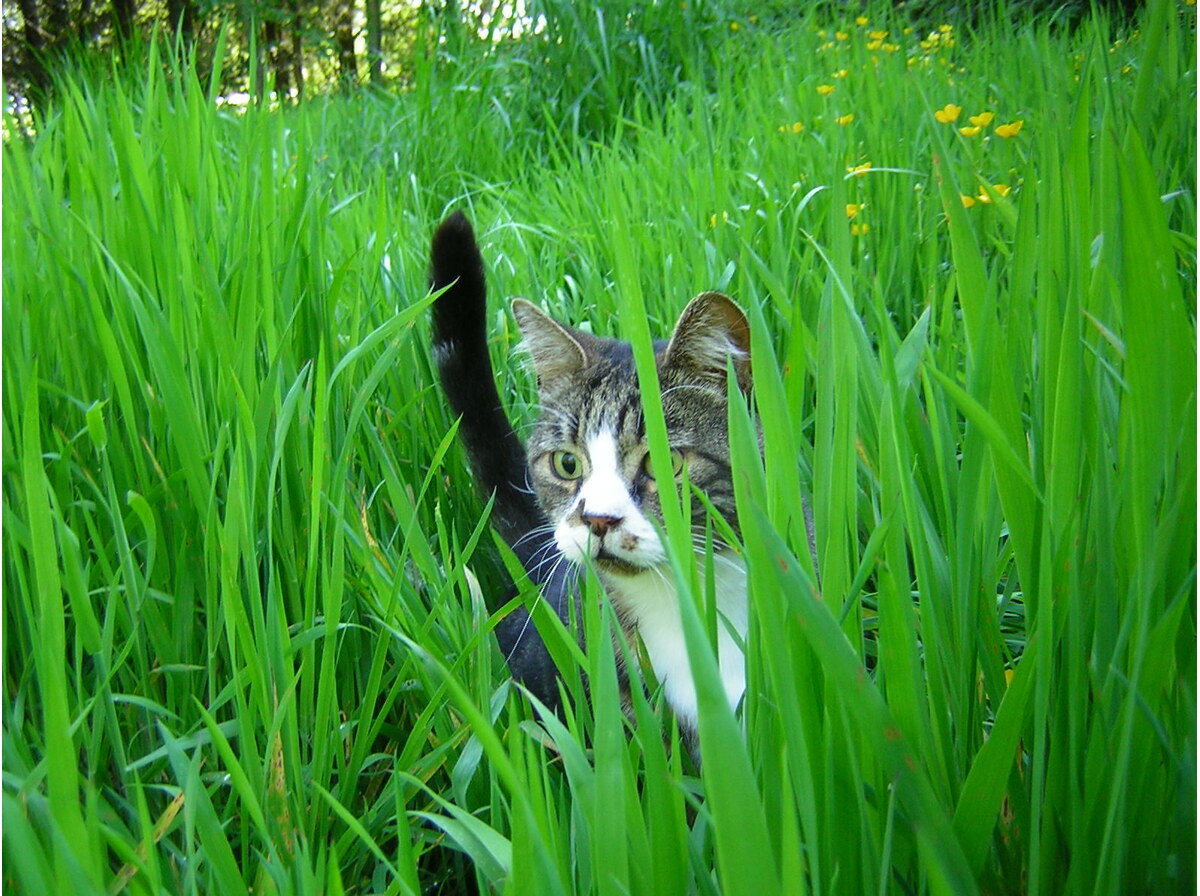 Grass