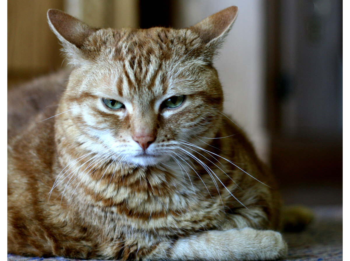 Grumpy