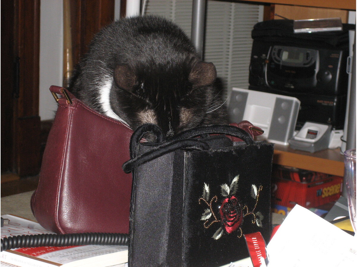 Handbag