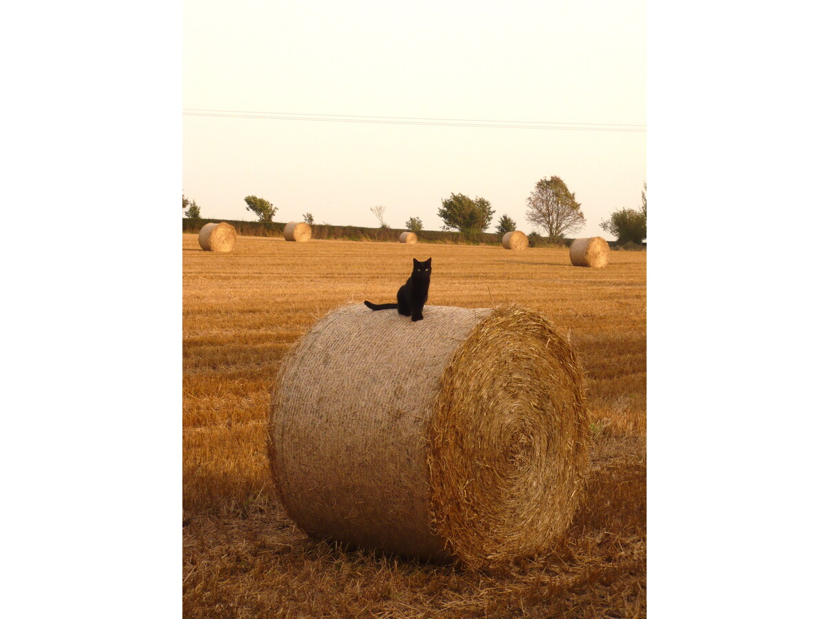 Hay