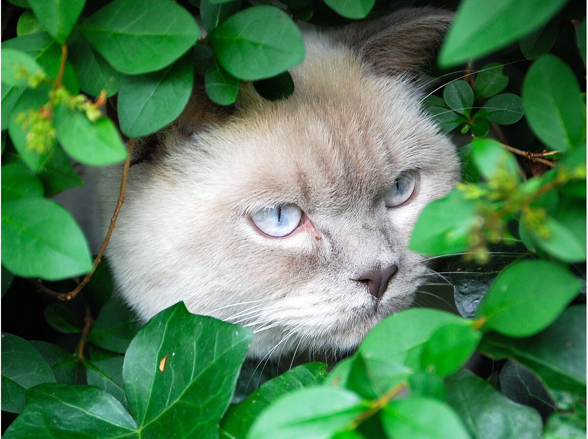 Hedge