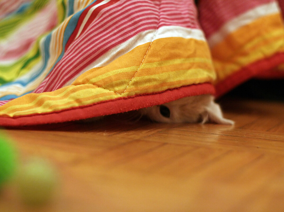 Hide