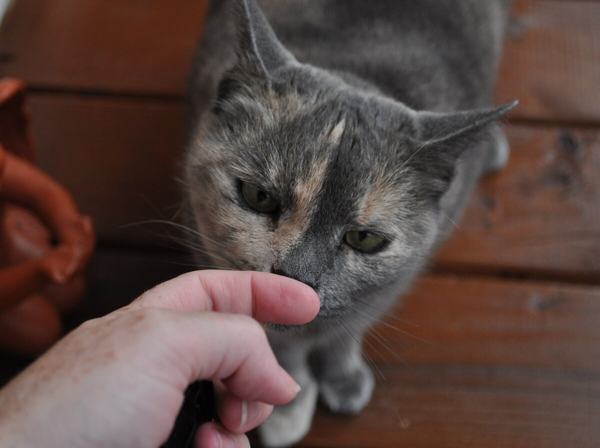Inspect