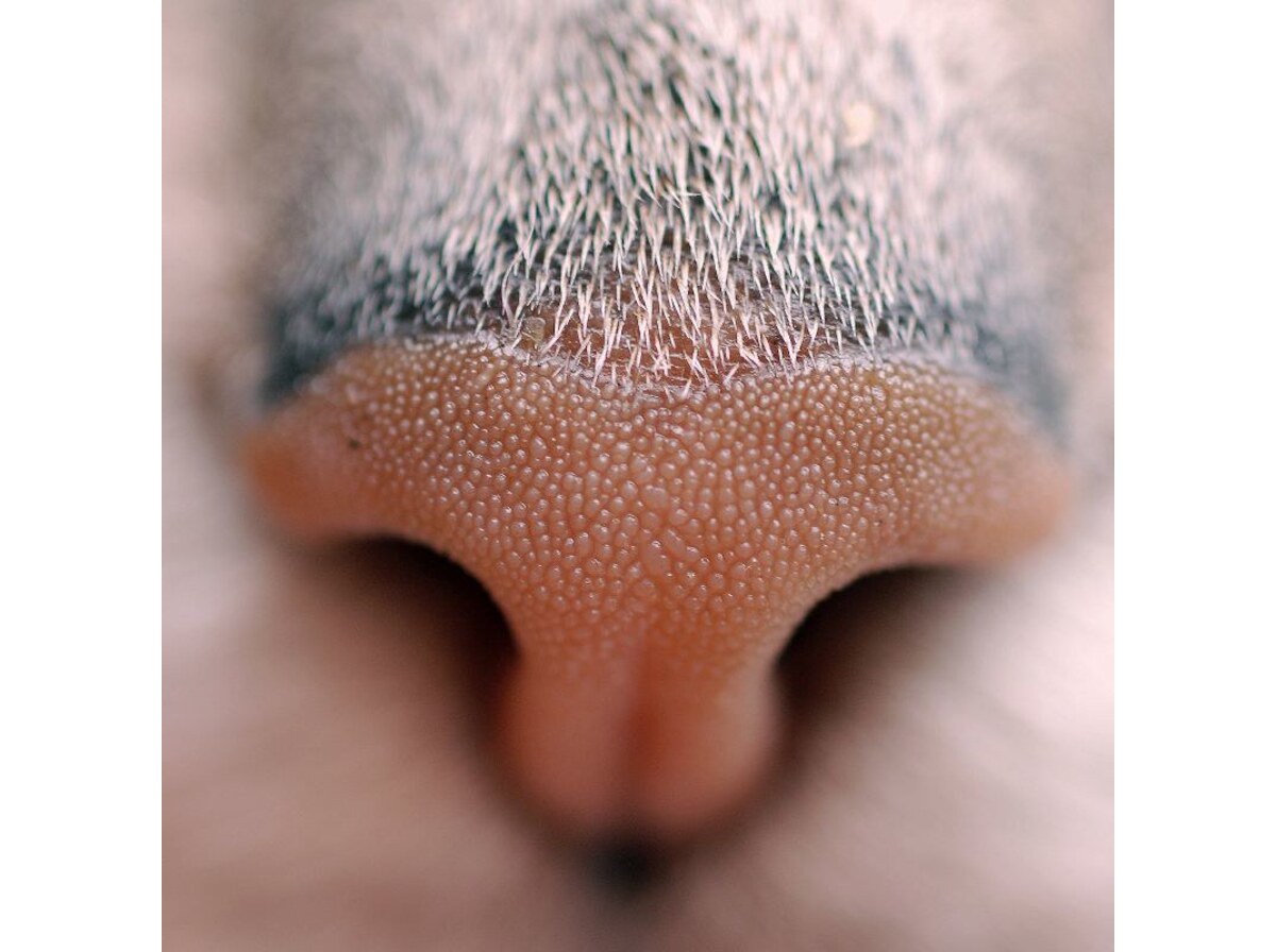 Nose