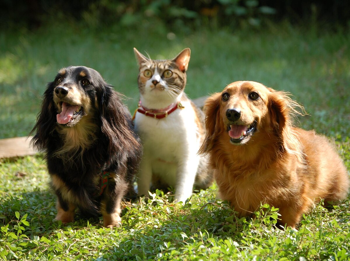 Outnumbered