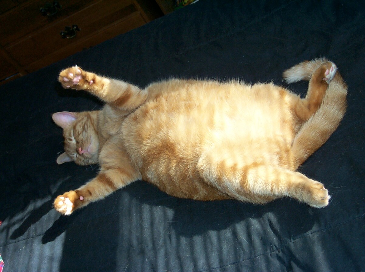 Overweight