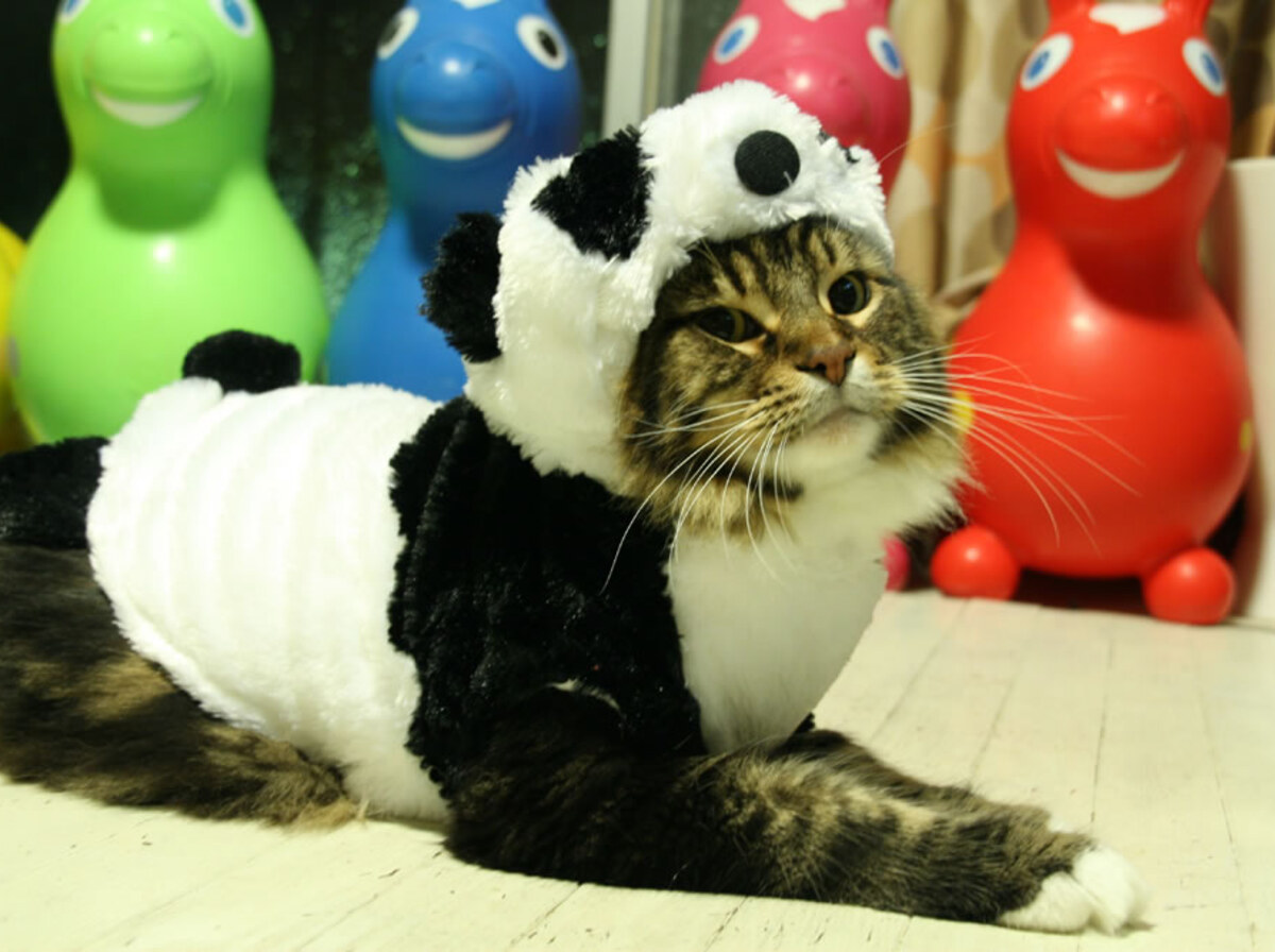 Panda