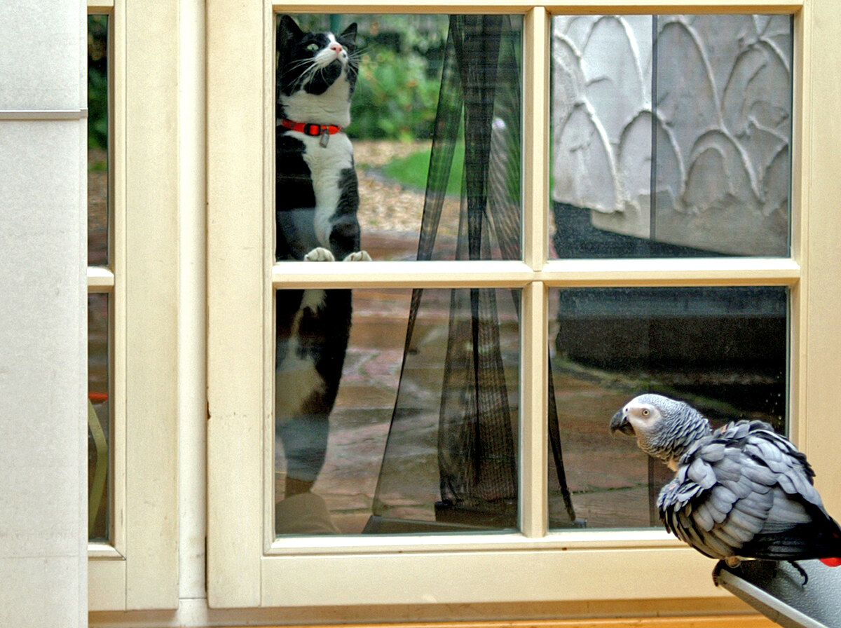Parrot