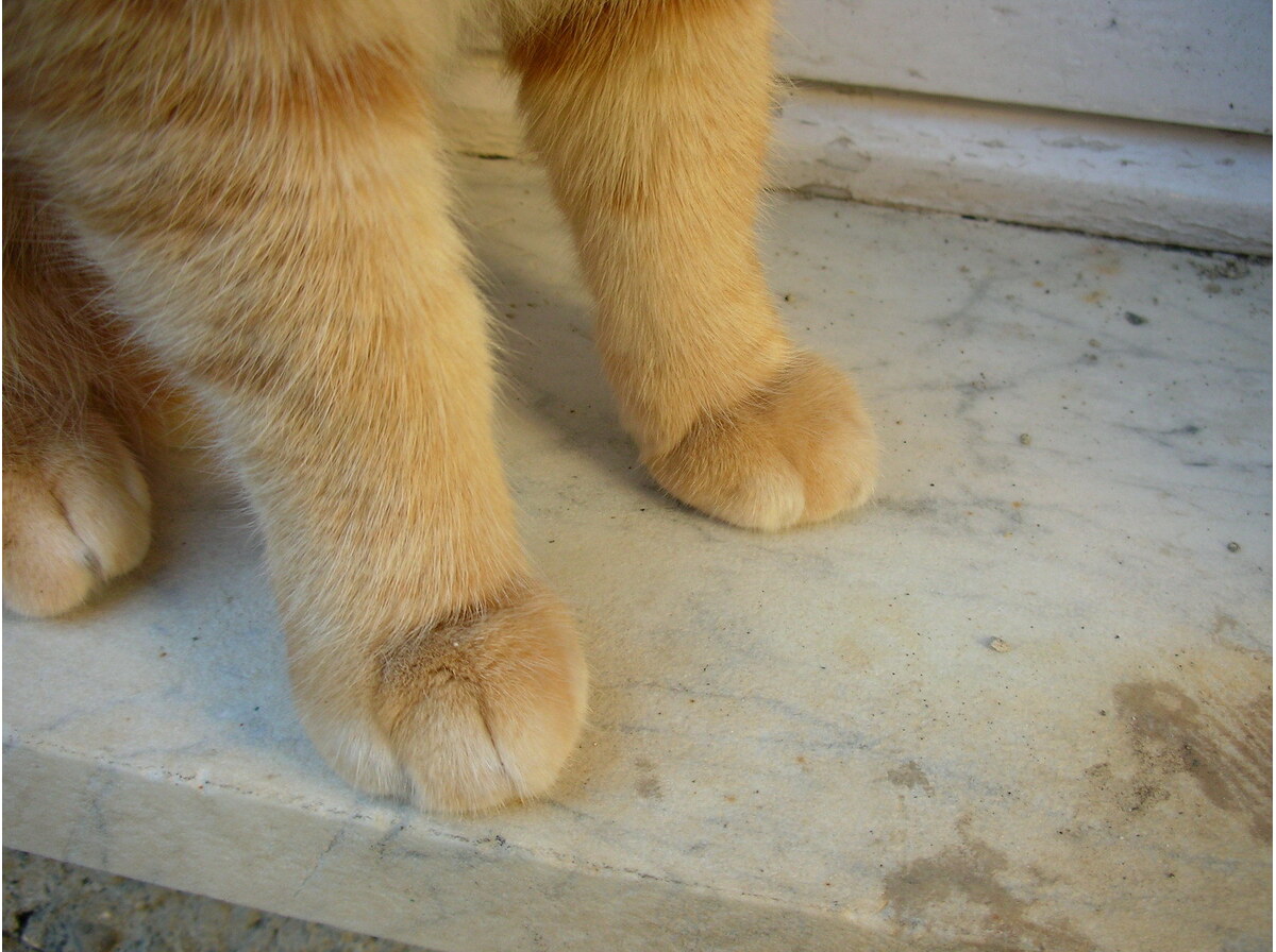 Paws