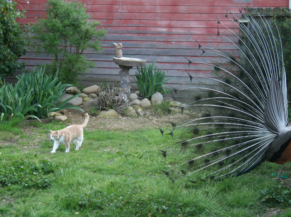 Peacock