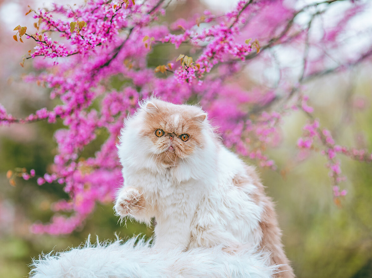 Persian