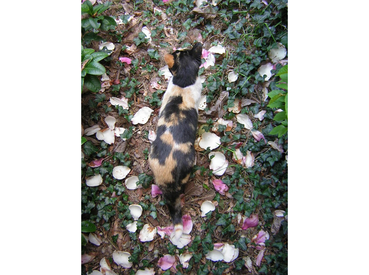 Petals
