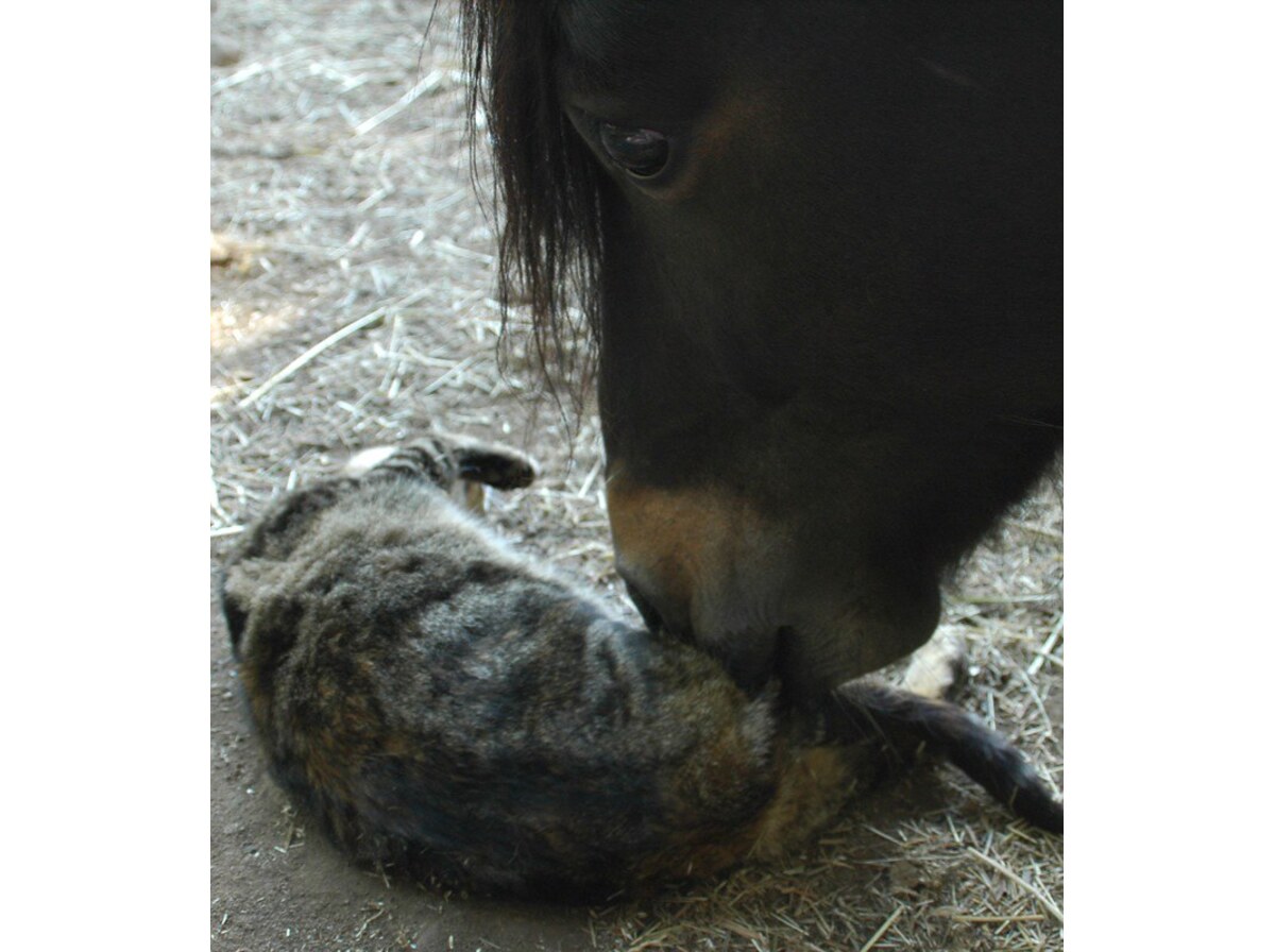Pony