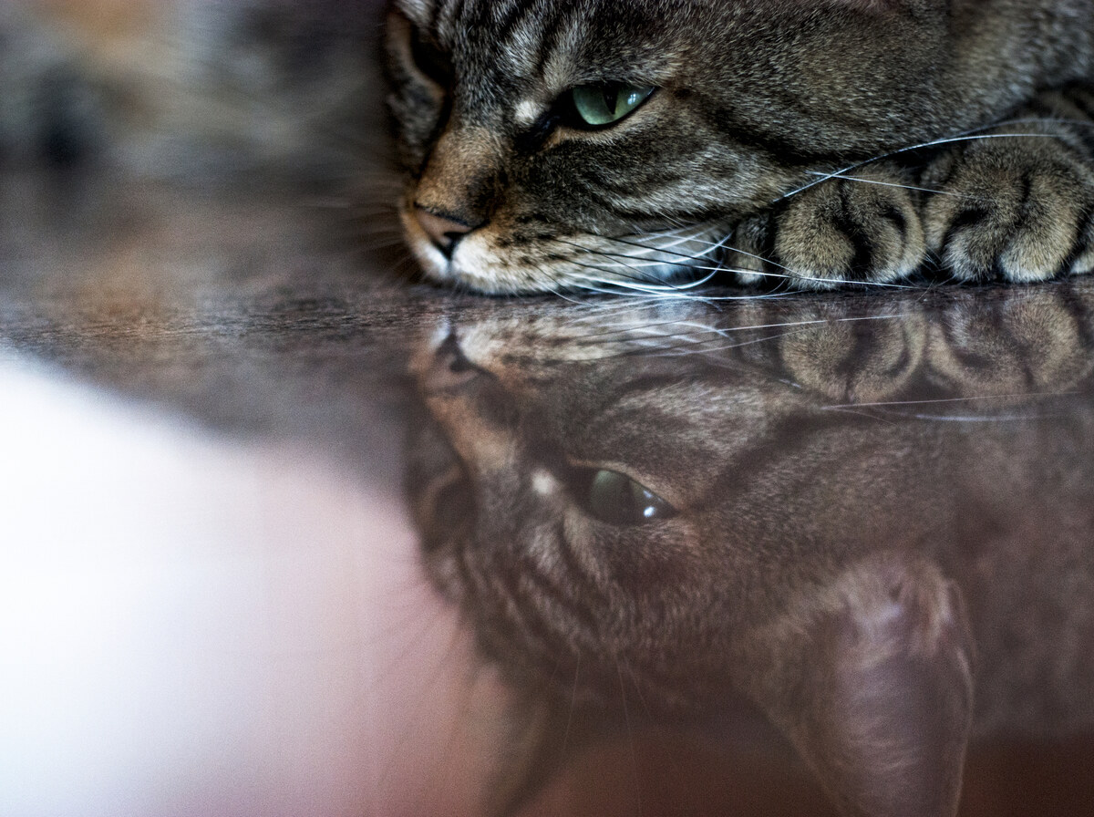 Reflection