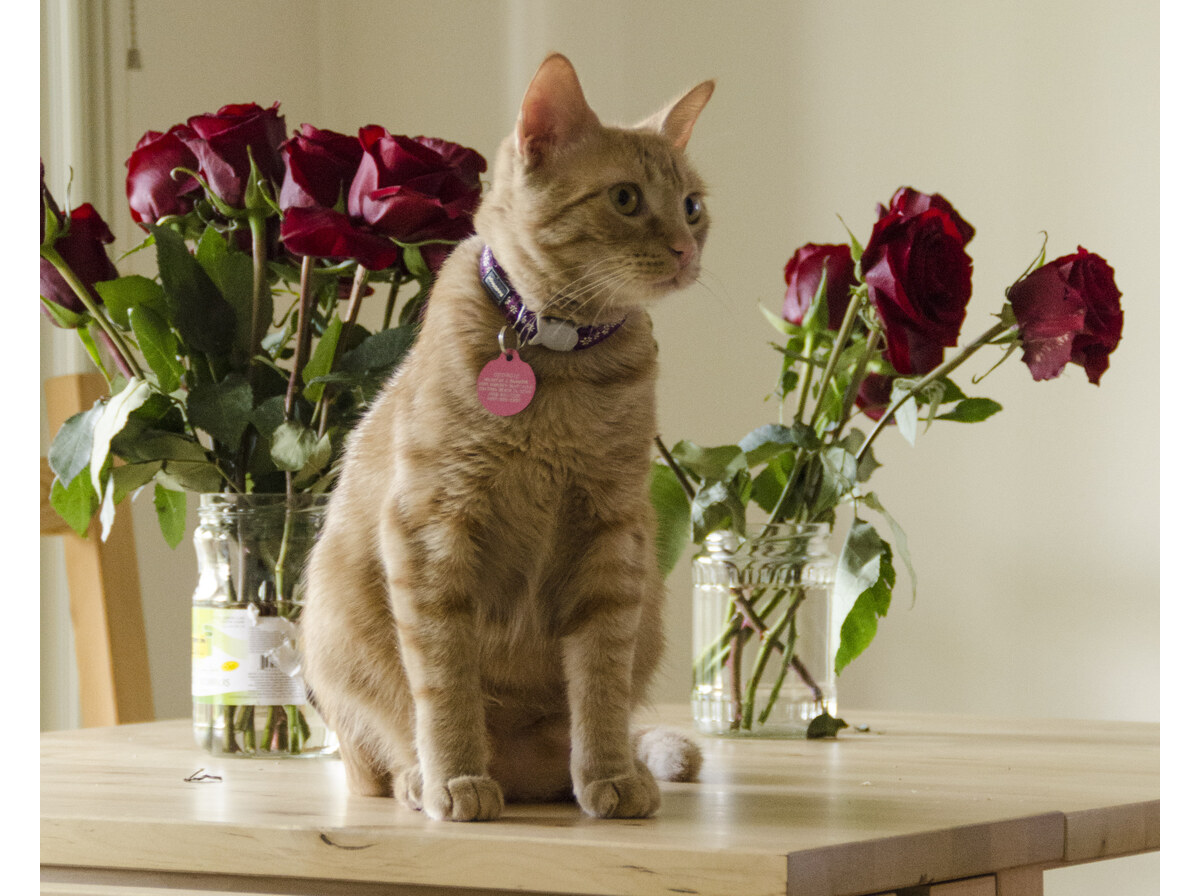 Rose
