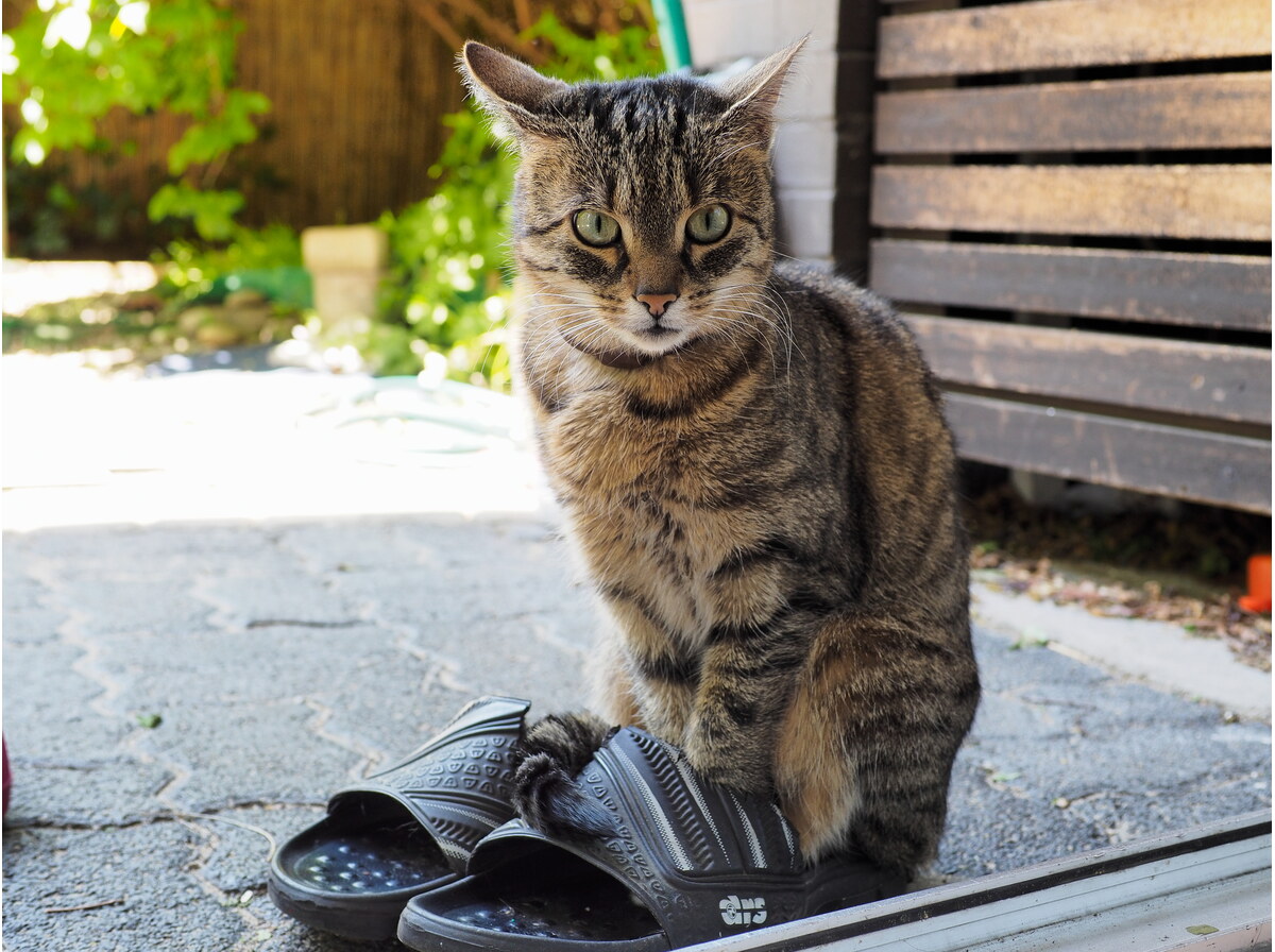 Sandals