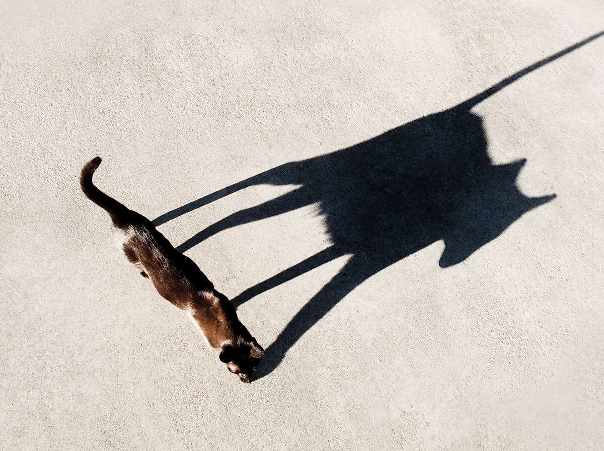 Shadow