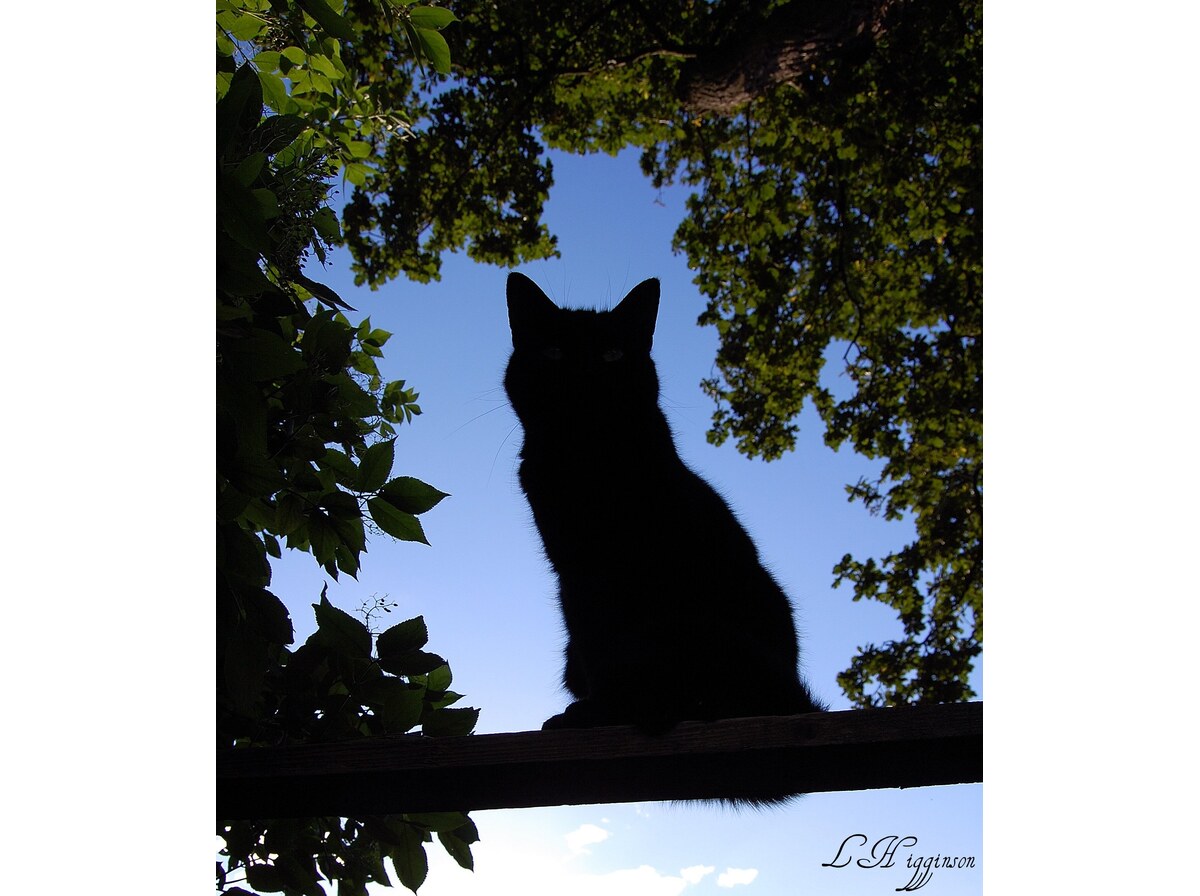 Silhouette