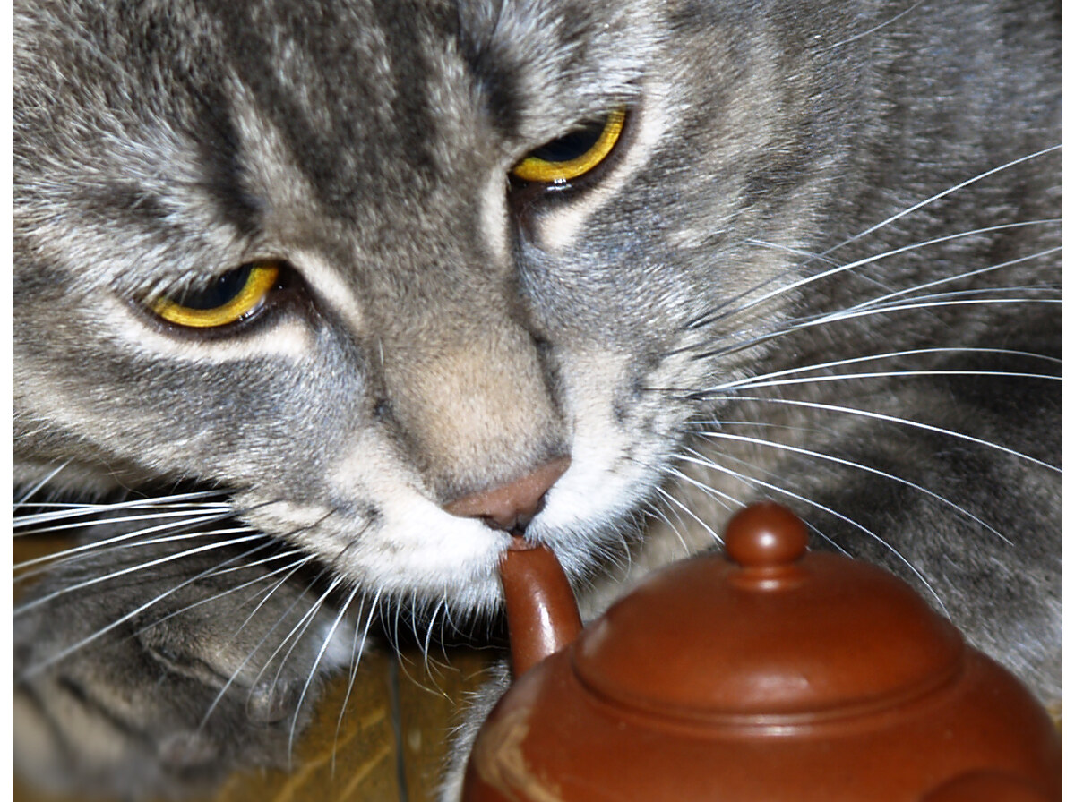 Spout