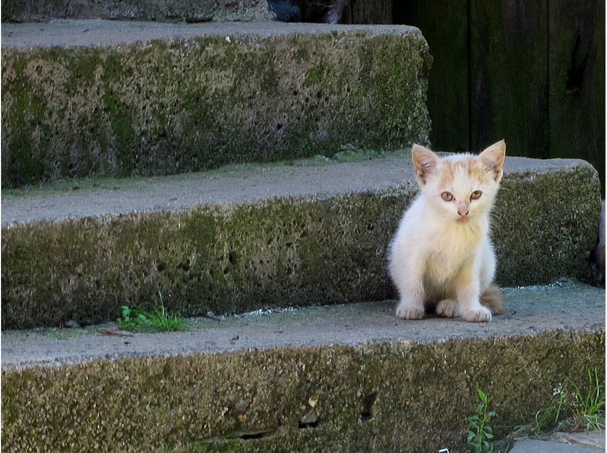 Step