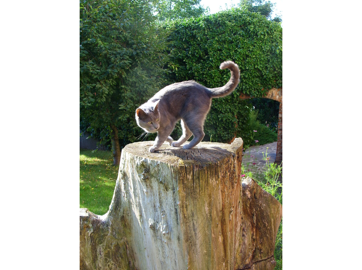 Stump