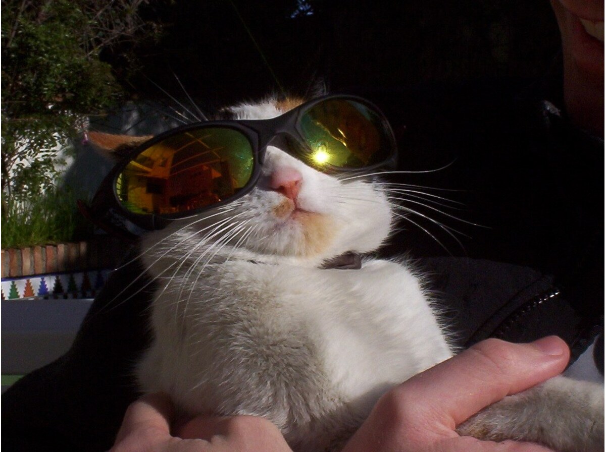 Sunglasses