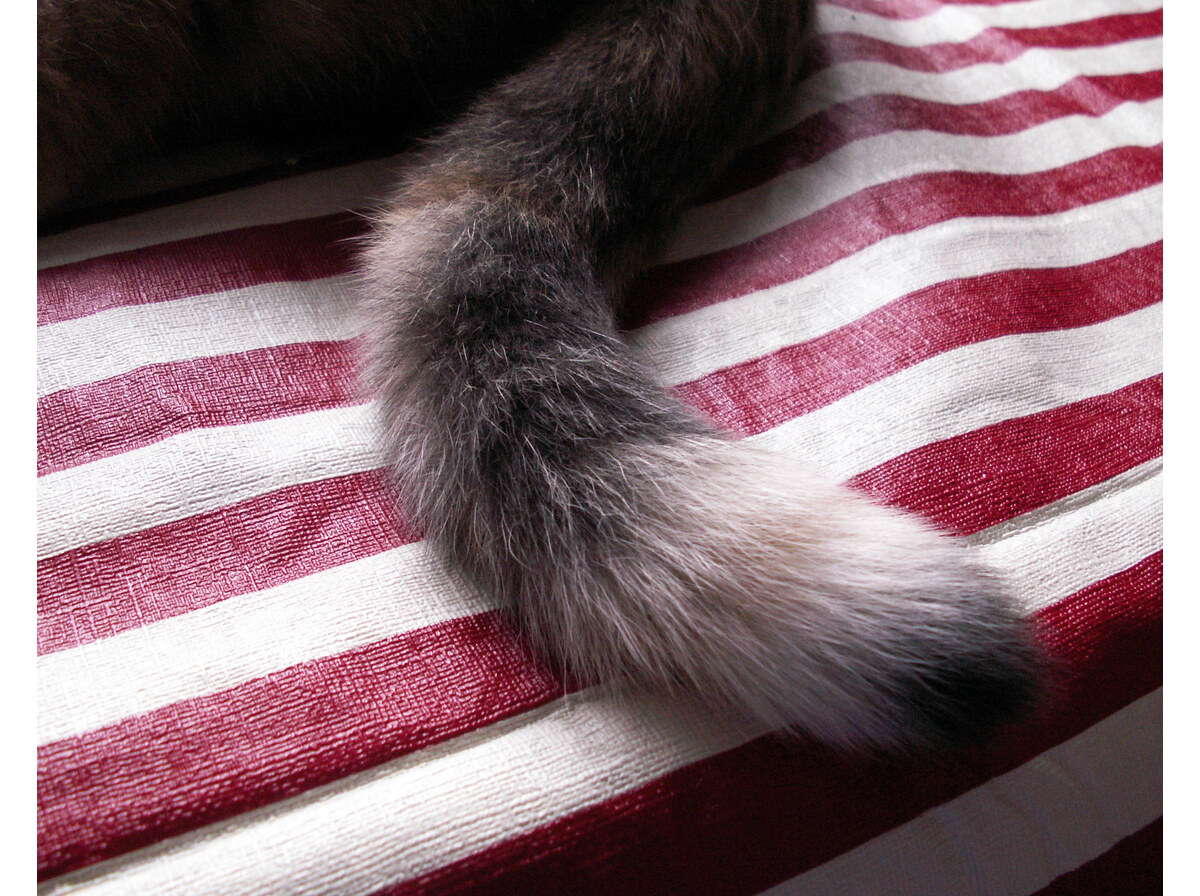 Tail