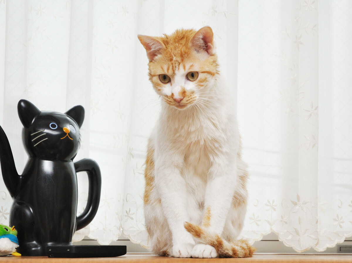 Teapot