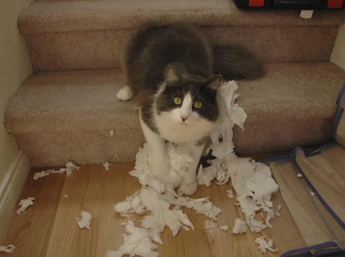 Toilet paper
