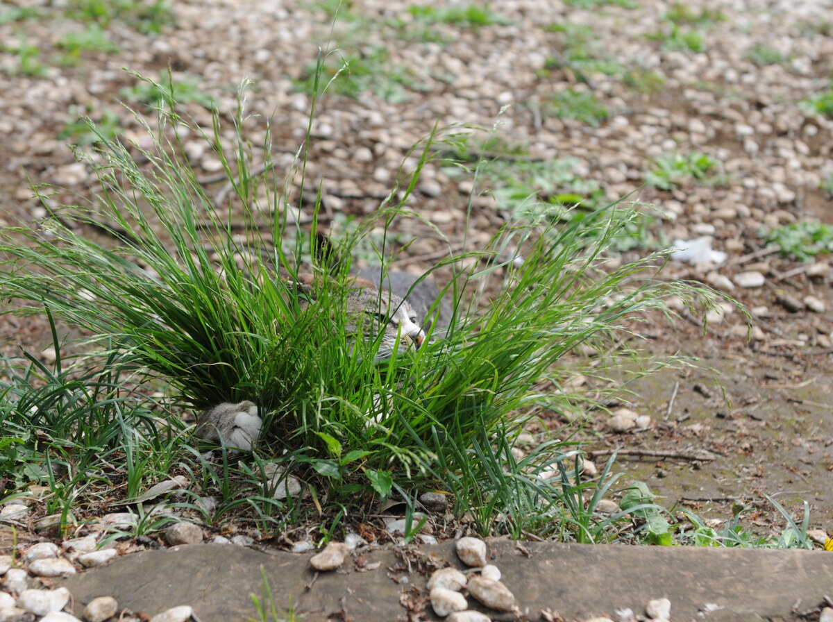 Tussock