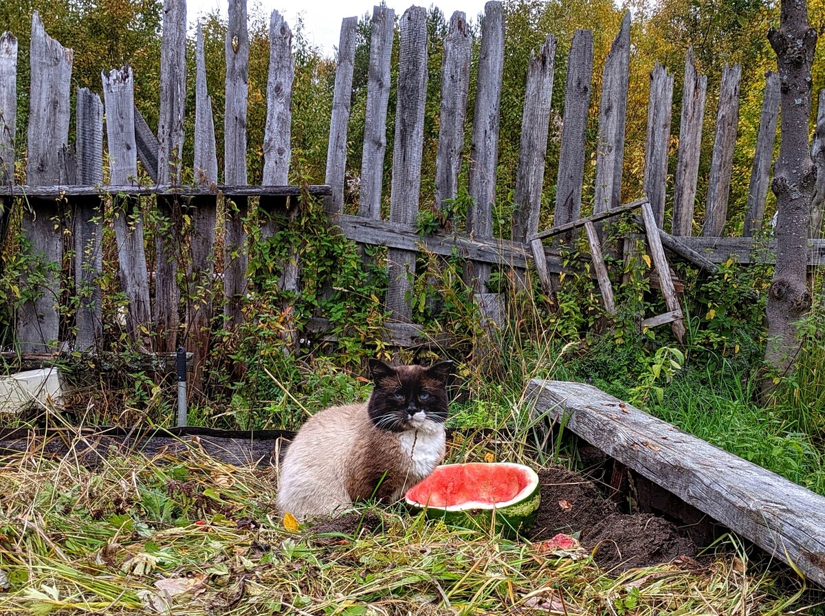 Watermelon