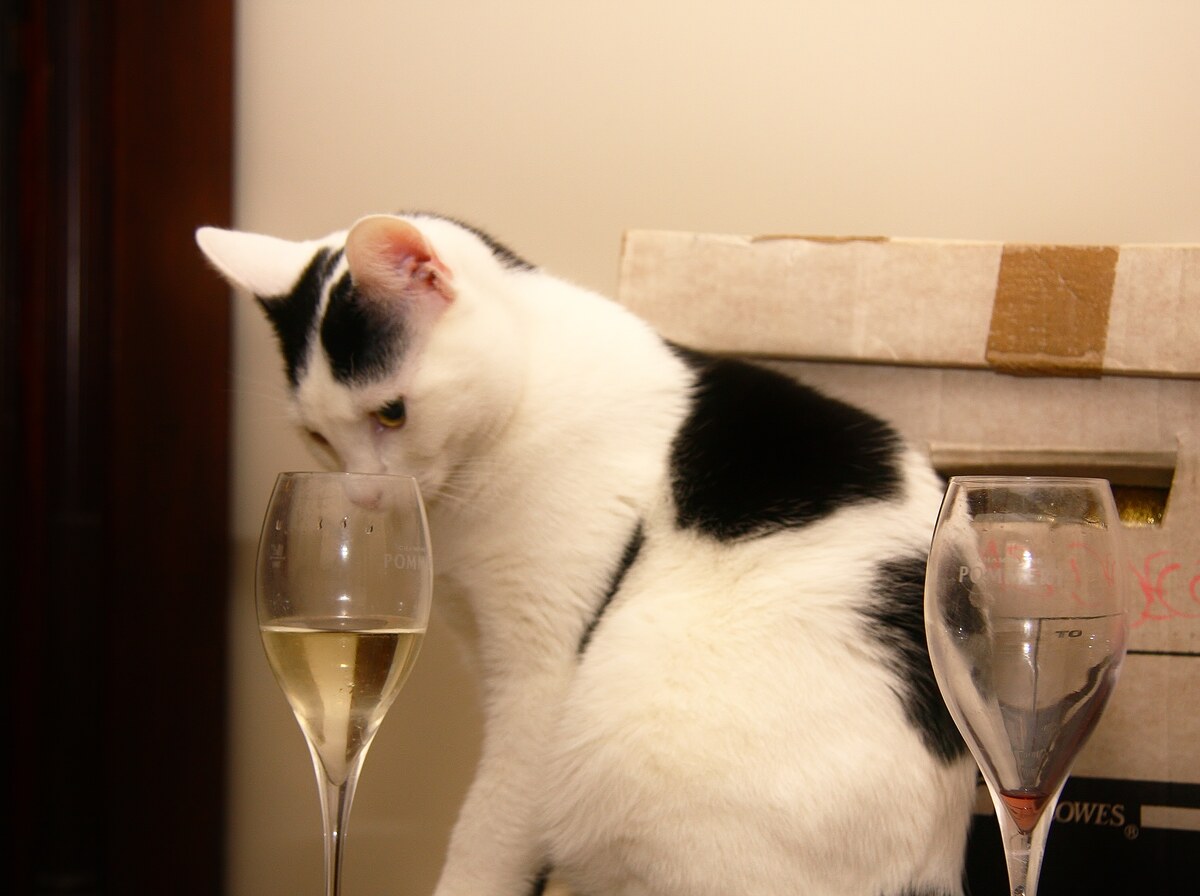 Wine