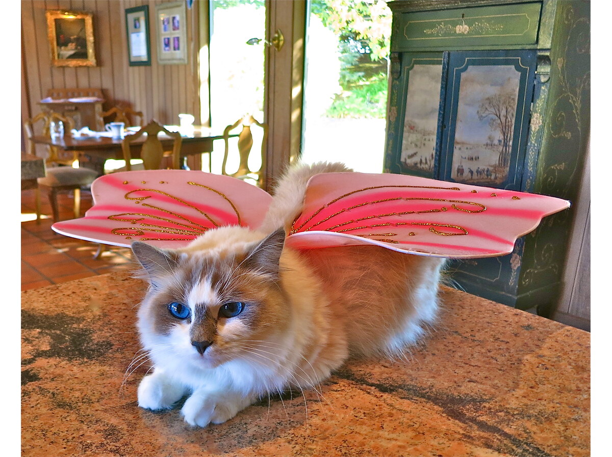 Wings